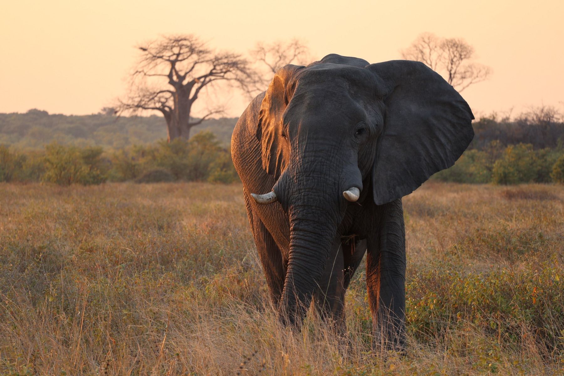 Professional wildlife photography from an on location photoshoot